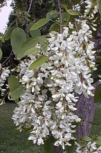 robinia monophyla, acacia monophylle